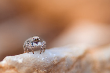 Springspinne auf Stein