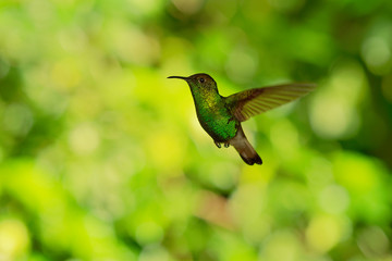 Coppery-headed Emerald - Elvira cupreiceps small flying hummingbird endemic to Costa Rica