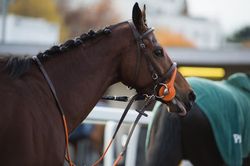 walking bay thoroughbred horse before race. Paris, France