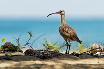 Whimbrel - Numenius phaeopus standing and feeding on the sandy beach with waves in the background