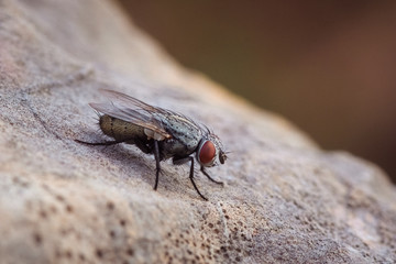 Fliege Makroaufnahme