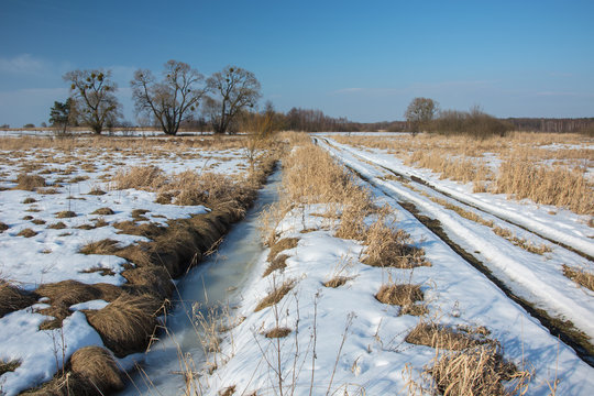 Melting snow on the meadow. Dry grass and tall trees - Powered by Adobe