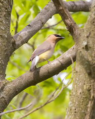 cedar waxwing