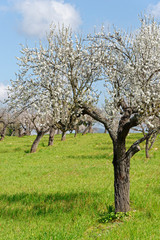 Obraz premium Mandelbäume in voller Blüte, Mallorca, Spanien