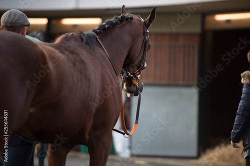 walking bay thoroughbred horse before race. Paris, France
