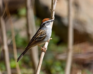 sparrow on a branch