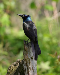 grackle