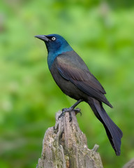 grackle