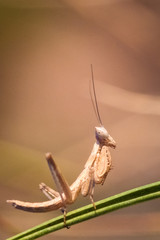 Mantis , Gottesanbeterin