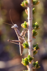 Mantis , Gottesanbeterin