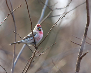 redpoll