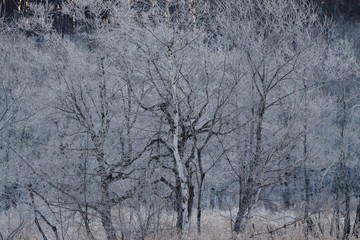 Fototapeta premium 霧氷