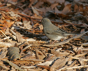 sparrow on branch