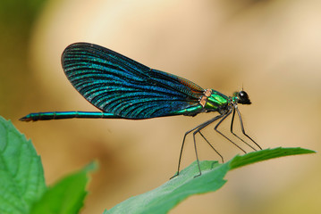 Dragonfly close up texture