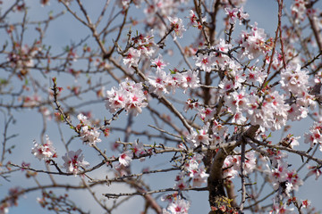 Mandelblüte, Mallorca, Spanien