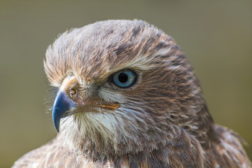 HAWK HEADSHOT