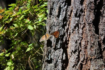Mariposas monarca descansando en un tronco de oyamel