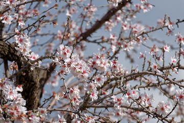 Mandelblüte, Mallorca, Spanien