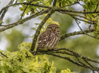 LITTLE OWL SITTING IN TREE