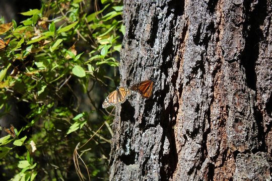 Mariposas monarca descansando en un tronco de oyamel