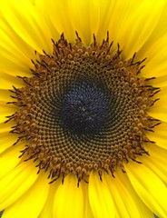 Sunflower Close