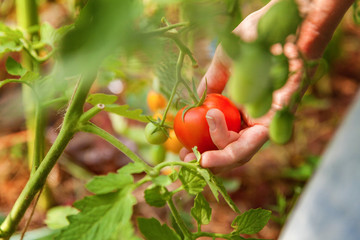 Gardening and agriculture concept. Woman farm worker hands with basket picking fresh ripe organic tomatoes. Greenhouse produce. Vegetable food production. Tomato growing in greenhouse