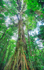 A massive tree dominates the jungle canopy and provides a home for dozens of epiphytic species....