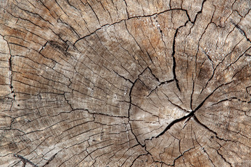 Close up view of cut log with deep cracks