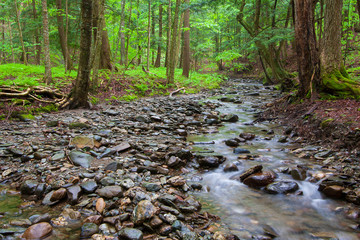 Shallow stream flowing over rocks and pebbles in a deep green forest