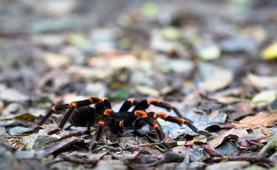 Costa Rican Orange-kneed Tarantula (Megaphobema mesomelas), Monteverde Cloud Forest Reserve, Costa Rica.