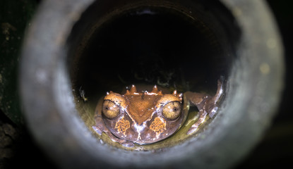 Spiny-headed tree frog (Anotheca spinosa) in a bamboo pole, Costa Rica.