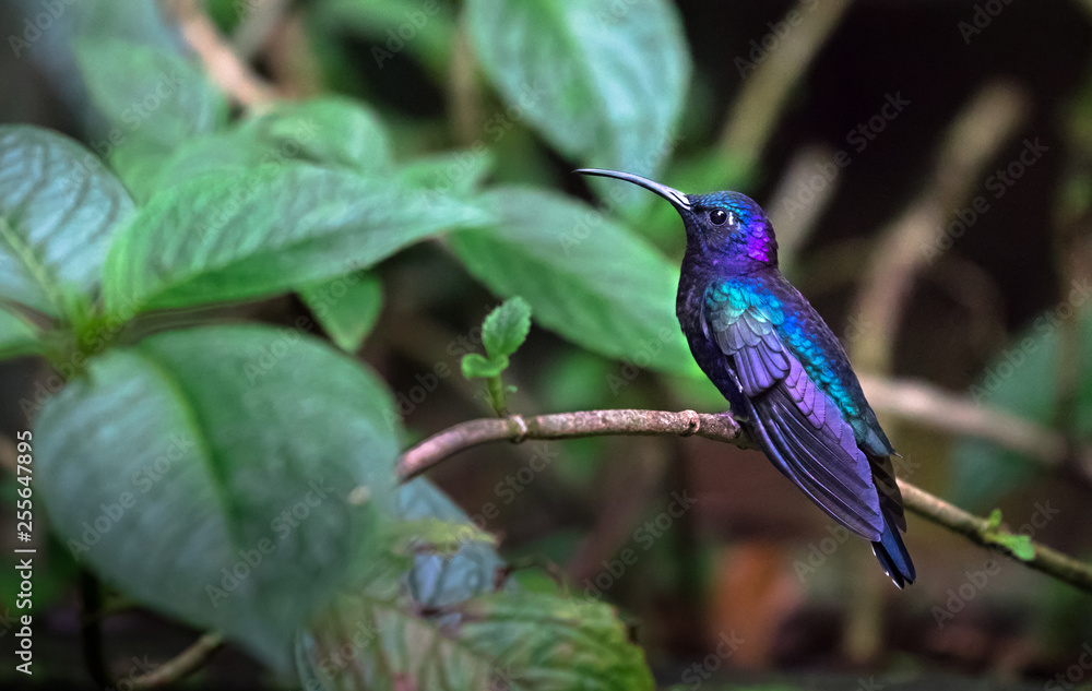 Wall mural violet sabrewing (campylopterus hemileucurus), adult male, perched on a branch in monteverde nationa