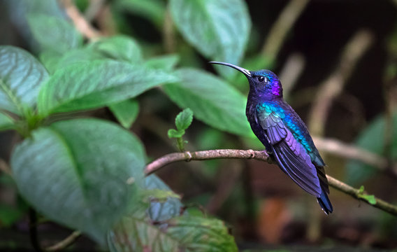 Violet sabrewing (Campylopterus hemileucurus), adult male, perched on a branch in Monteverde National Park, Costa Rica.