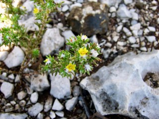 Portulaca hamilioides (una especie de verdolaga) de Yucat&aacute;n