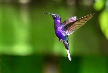 Violet sabrewing (Campylopterus hemileucurus), adult male, in flight. Monteverde National Park,...