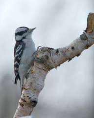 woodpecker on tree