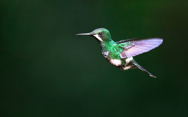 Green thorntail (Discosura conversii), adult female, in flight at Monteverde National Park, Costa Rica.