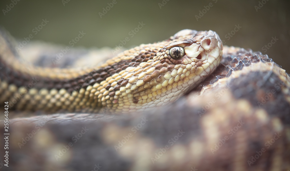 Poster neotropical rattlesnake (crotalus durissus) resting in costa rica.