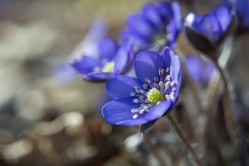 Violet flowers of liverleaf on close-up