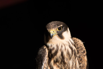 Kestrel, Sparrow Hawk on hand