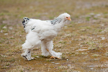 Grown healthy white hens on green grass outside in rural yard on old wooden barn wall background spring on bright sunny day. Chicken farming, healthy meat and eggs production concept