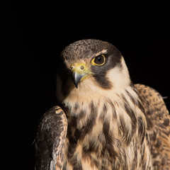 Kestrel, Sparrow Hawk on hand