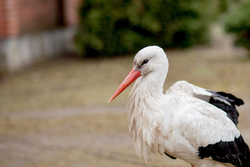 White stork in natural habitat walking and searching for food, Poplar tree forest flood area on river side, rear stork view, unclean white feathers