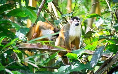 Central American squirrel monkey (Saimiri oerstedii) in mangrove trees near Sierpe, Costa Rica. © Kevin
