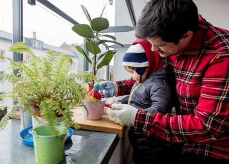 Son and father gardering with plants at home.