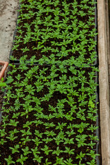 seedlings in peat pots.Baby plants seeding, black hole trays for agricultural seedlings.The spring planting. Early seedling , grown from seeds in boxes at home on the windowsill. Agriculture, garden