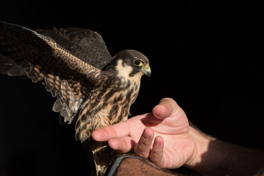 Kestrel, Sparrow Hawk on hand