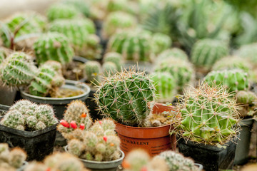 Collection of cactus plants in pots. Small ornamental plant. Selective focus, top-view shot. Cactus plant pattern. Natural background. Green texture background