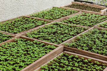 seedlings in peat pots.Baby plants seeding, black hole trays for agricultural seedlings.The spring...