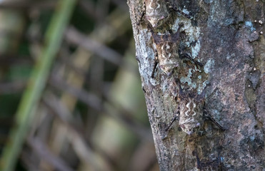 Proboscis bats (Rhynchonycteris naso) clinging to the underside of a palm tree near Sierpe, Costa Rica.